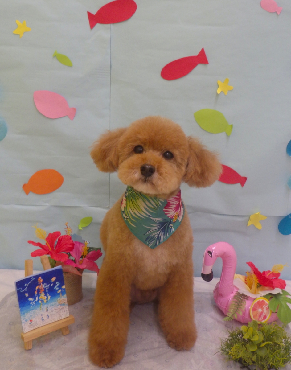 f:id:sainomori-ah:20190809114631j:plain
