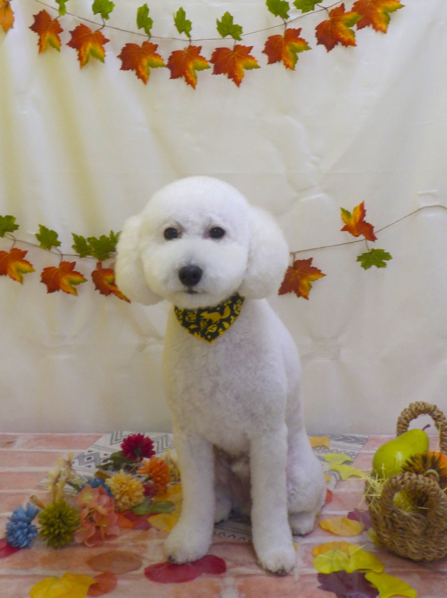 f:id:sainomori-ah:20191027190817j:plain