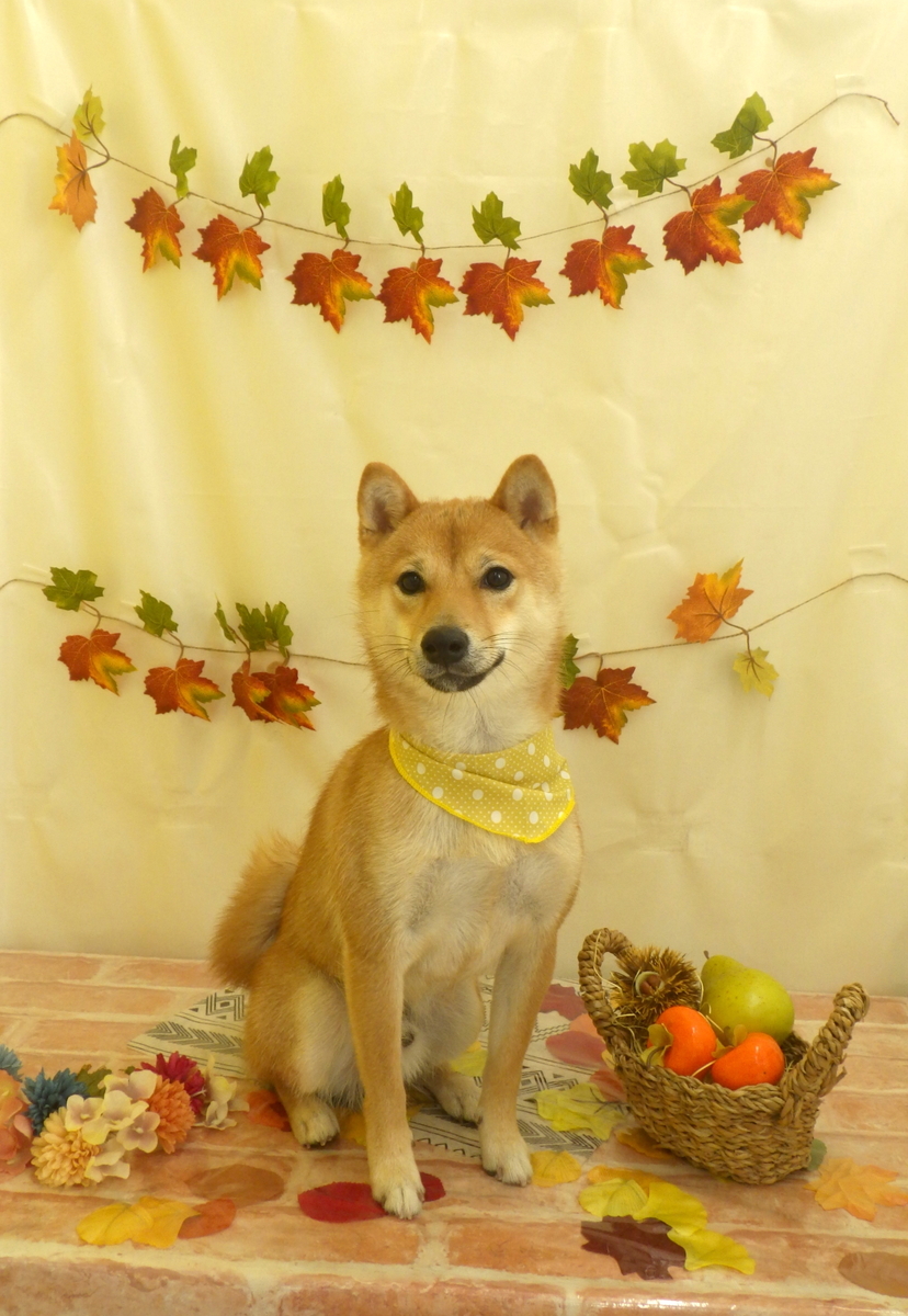f:id:sainomori-ah:20191027190825j:plain