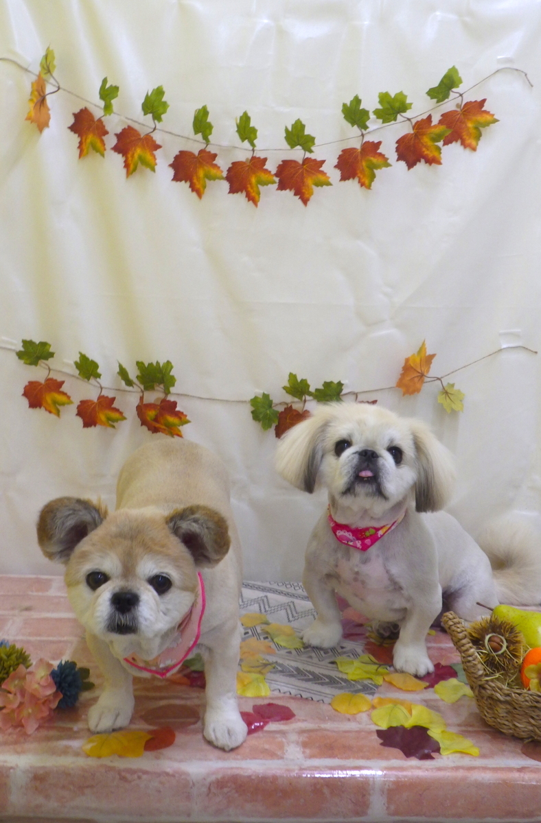 f:id:sainomori-ah:20191027190900j:plain