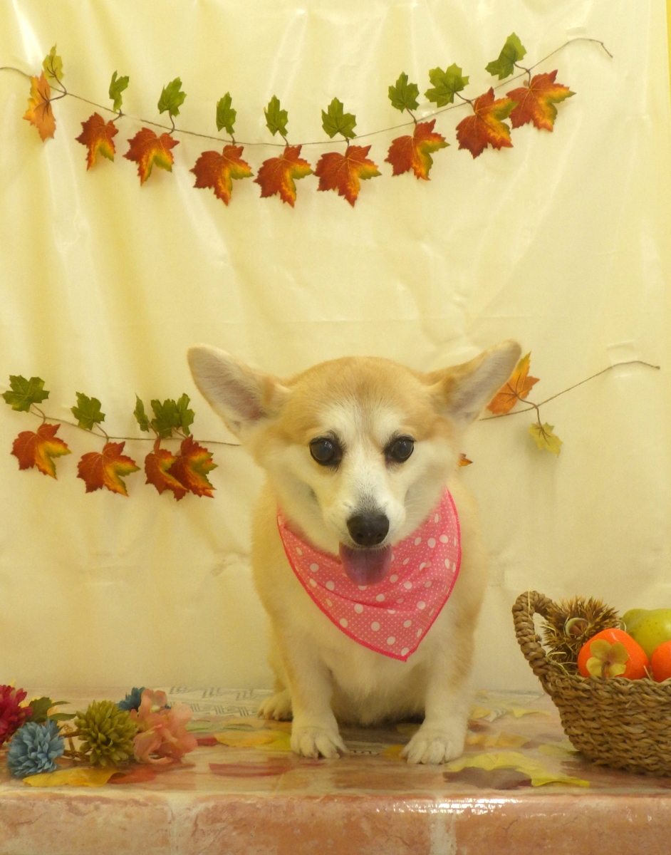 f:id:sainomori-ah:20191027190907j:plain