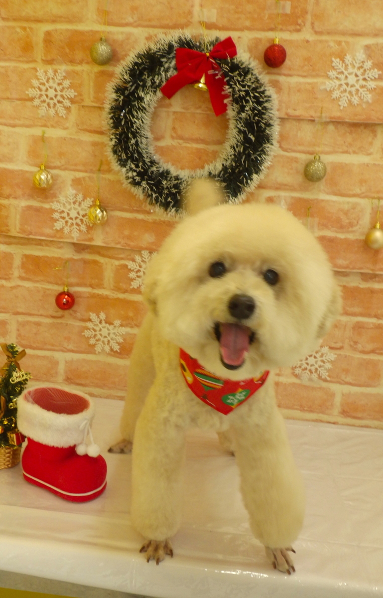 f:id:sainomori-ah:20191204194430j:plain