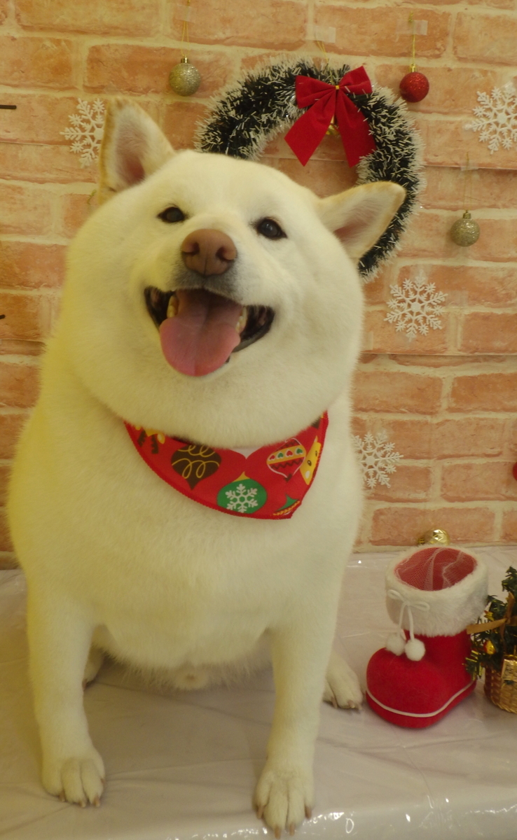 f:id:sainomori-ah:20191225193025j:plain