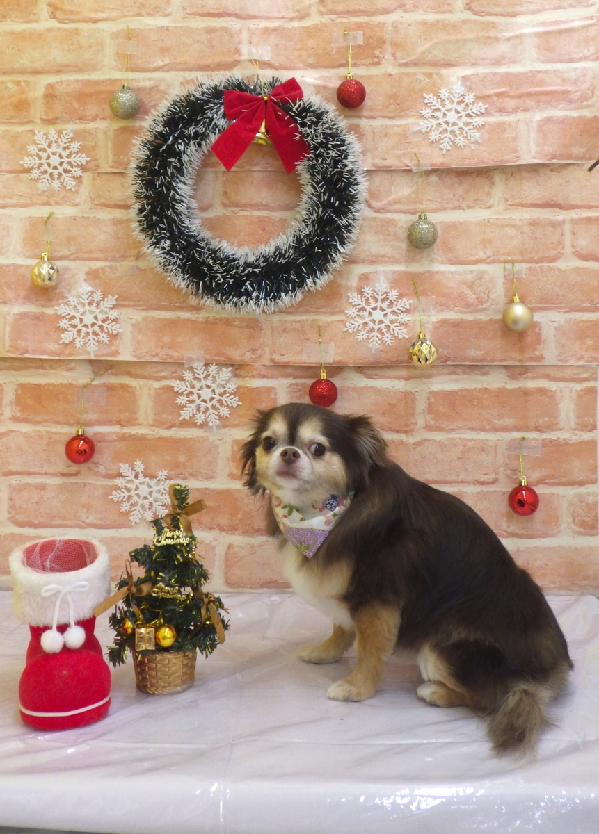 f:id:sainomori-ah:20191225193051j:plain