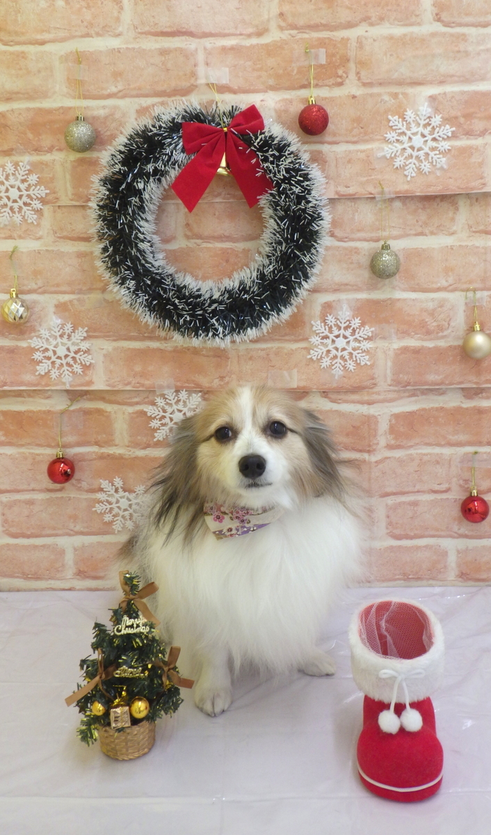 f:id:sainomori-ah:20191225193252j:plain
