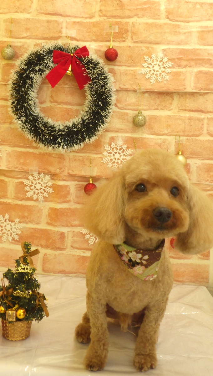 f:id:sainomori-ah:20191225193257j:plain