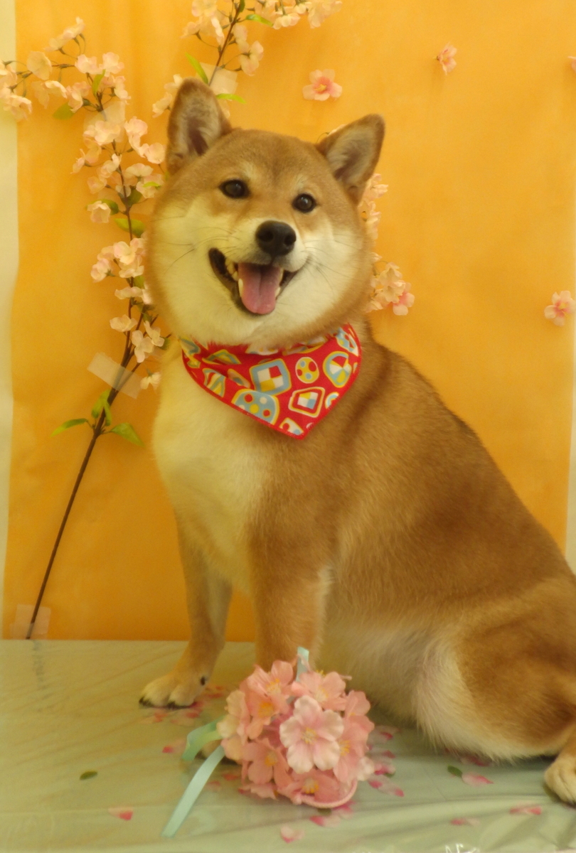 f:id:sainomori-ah:20200403082706j:plain