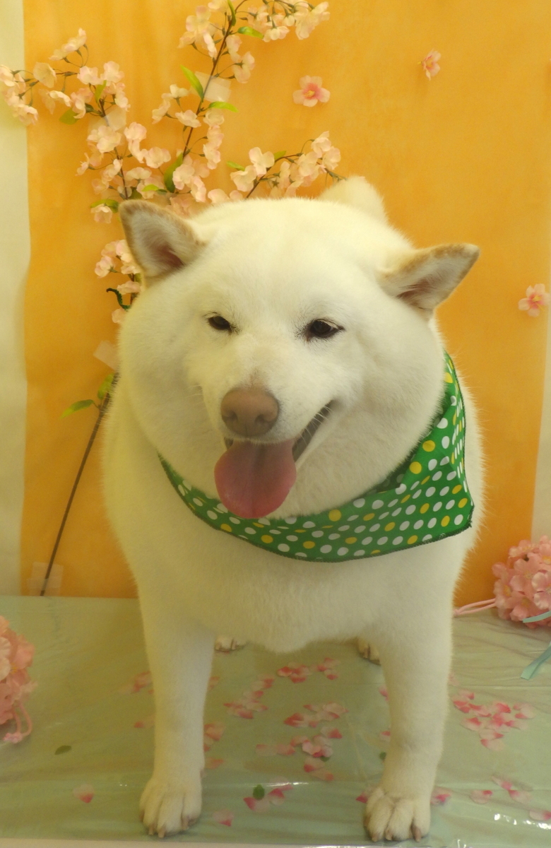 f:id:sainomori-ah:20200403082710j:plain