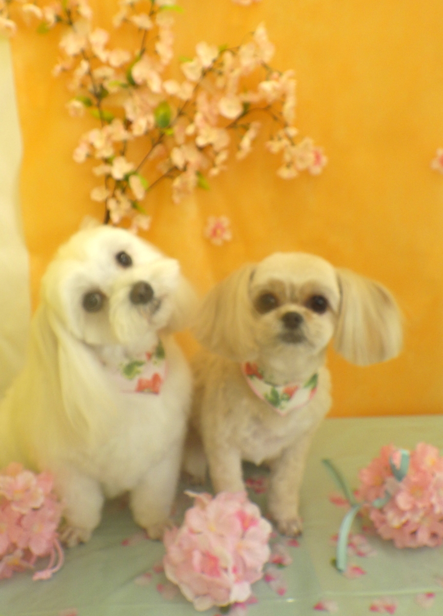f:id:sainomori-ah:20200403082714j:plain