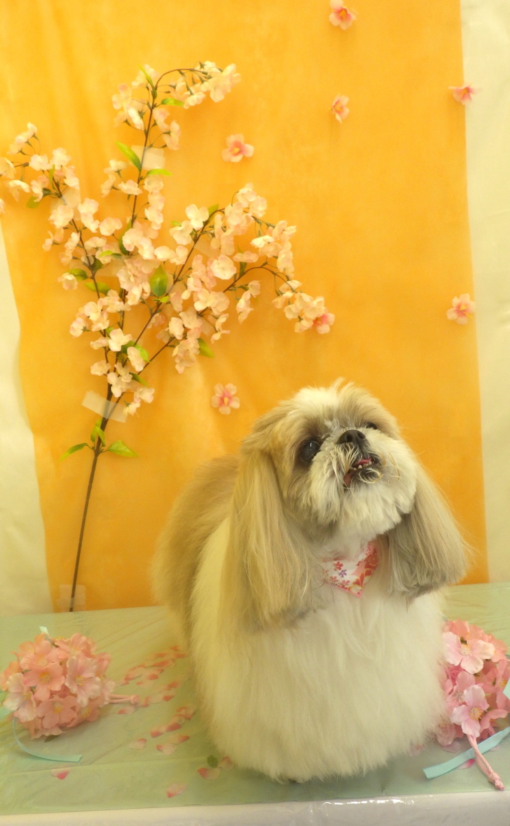 f:id:sainomori-ah:20200403082720j:plain