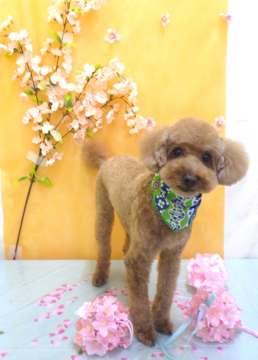 f:id:sainomori-ah:20200403082724j:plain