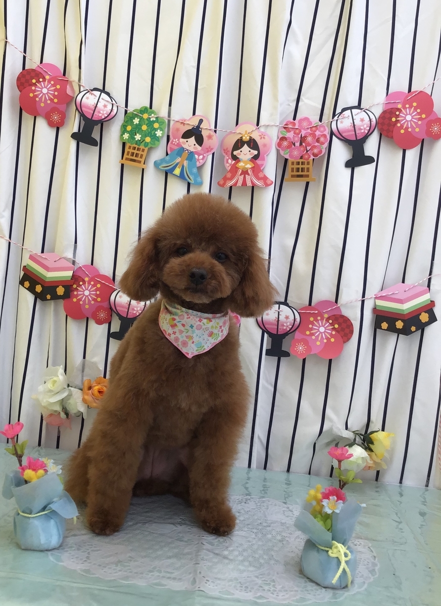 f:id:sainomori-ah:20210311192927j:plain