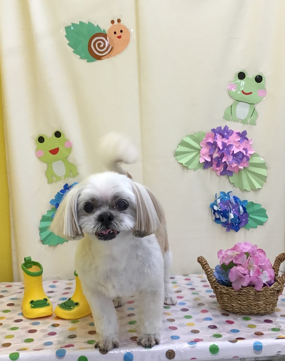 f:id:sainomori-ah:20210628194227j:plain