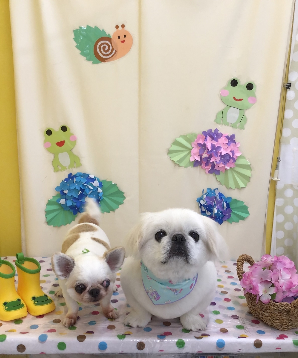 f:id:sainomori-ah:20210628194241j:plain