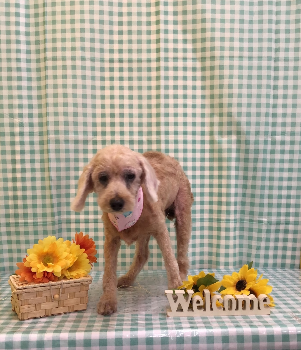f:id:sainomori-ah:20210809182128j:plain