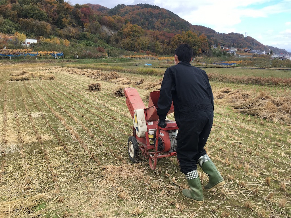 田んぼで藁 わら 撒き サイノモリライフ