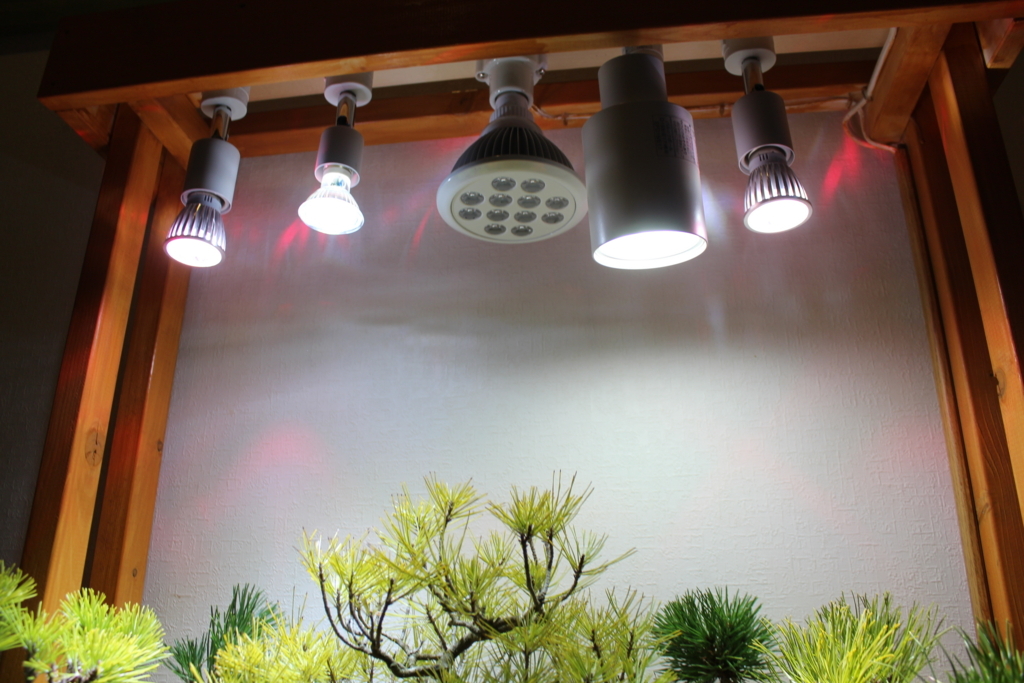 盆栽とled照明 さいぽんの盆栽と車の小窓