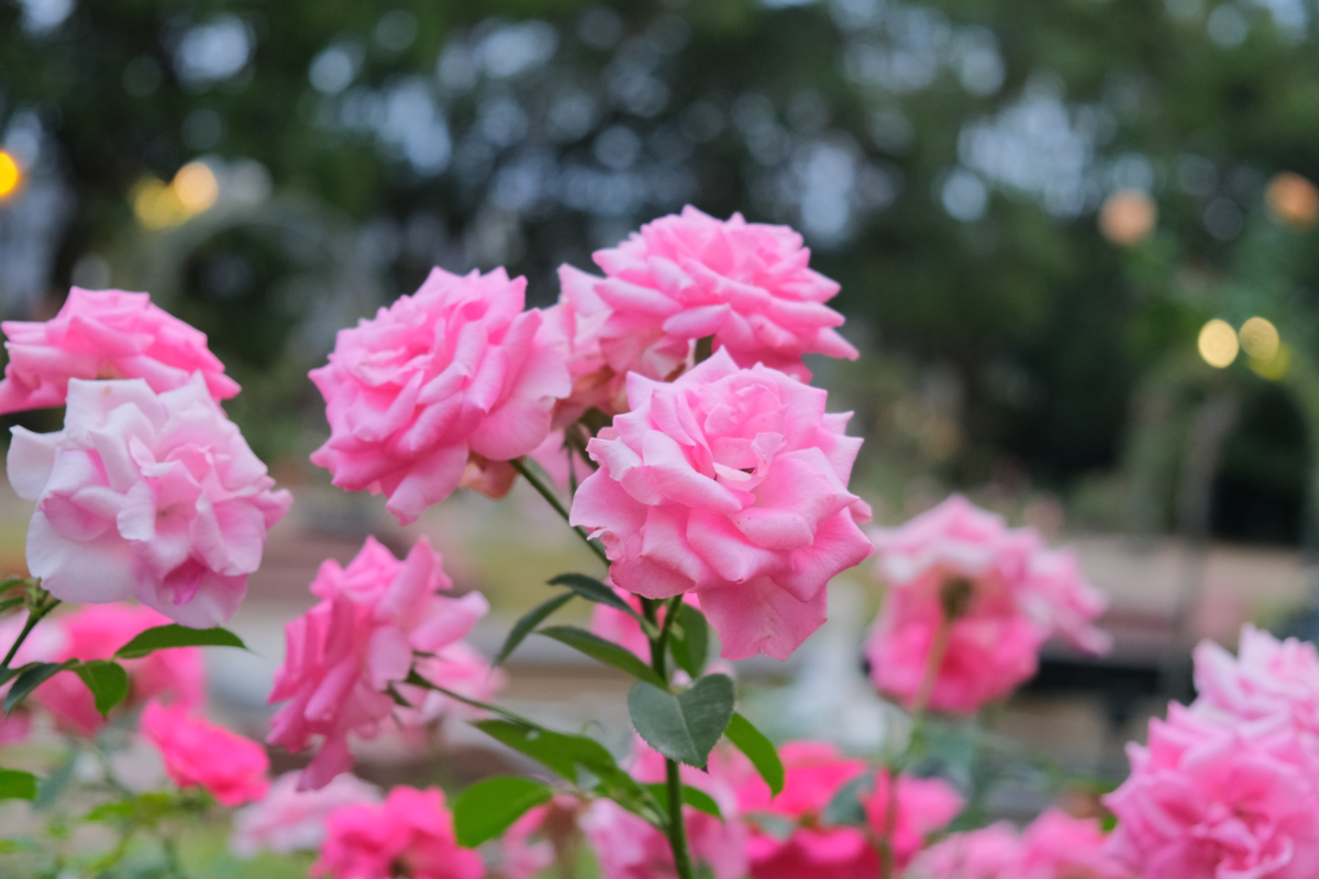 f:id:saisaioyasumi:20211110193122p:plain