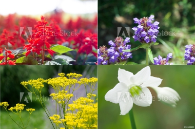 今日はこんな日 19年9月19日はこんな日 鯉の好奇心 鯉の好奇心