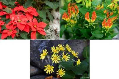 今日はこんな日 19年12月9日はこんな日 鯉の好奇心 鯉の好奇心