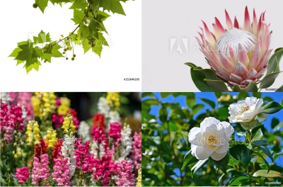 今日はこんな日 19年12月21日はこんな日 鯉の好奇心 鯉の好奇心