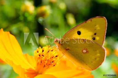 今日はこんな日 19年12月21日はこんな日 鯉の好奇心 鯉の好奇心
