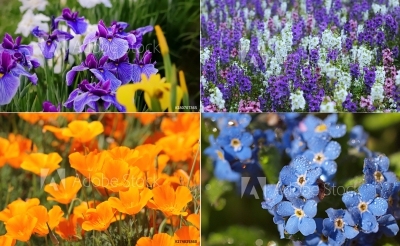 今日はこんな日 年4月17日はこんな日 鯉の好奇心 鯉の好奇心