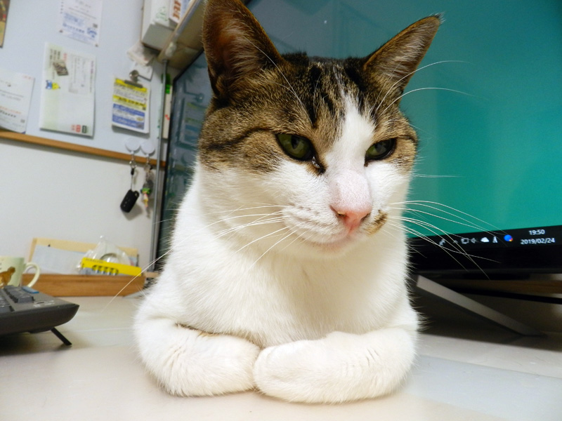 f:id:saitama-nekoyashiki:20190324133119j:plain f:id:saitama-nekoyashiki:20190324133119j:plain
