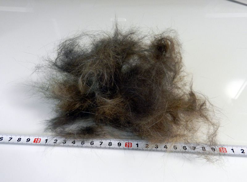 f:id:saitama-nekoyashiki:20190330153812j:plain