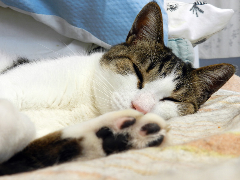 f:id:saitama-nekoyashiki:20190330160211j:plain