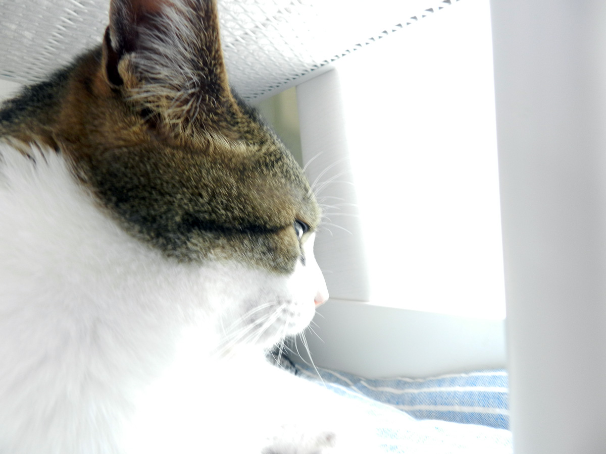 静かな埼玉 静かな猫屋敷 いろんなはなし ときどき 猫
