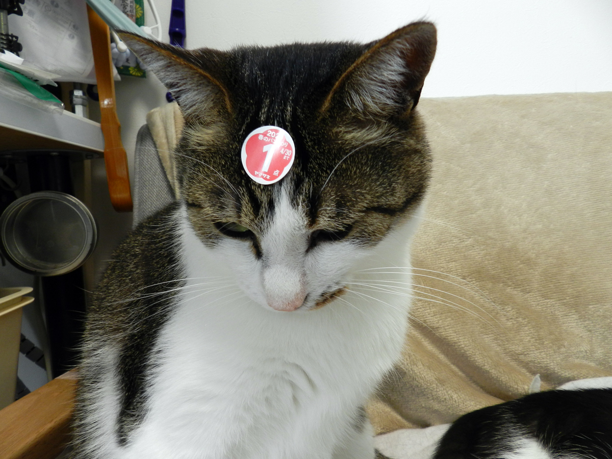 猫さん達のお祭り 今年もヤリますよ いろんなはなし ときどき 猫 猫さん達のお祭り 今年もヤリますよ いろんなはなし ときどき 猫
