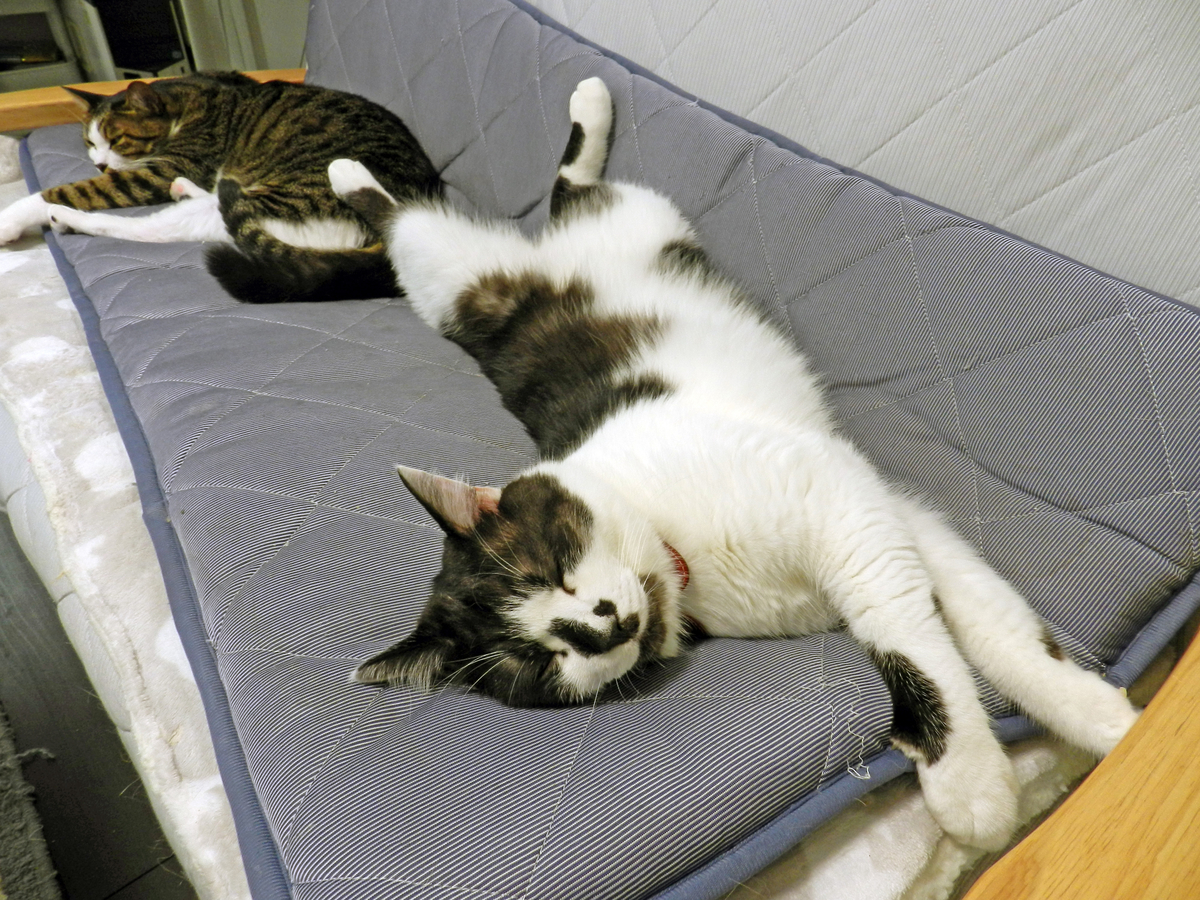 猫くんは静かにツッコミます いろんなはなし ときどき 猫