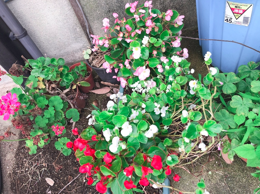 f:id:saito-iro:20190726035721j:plain