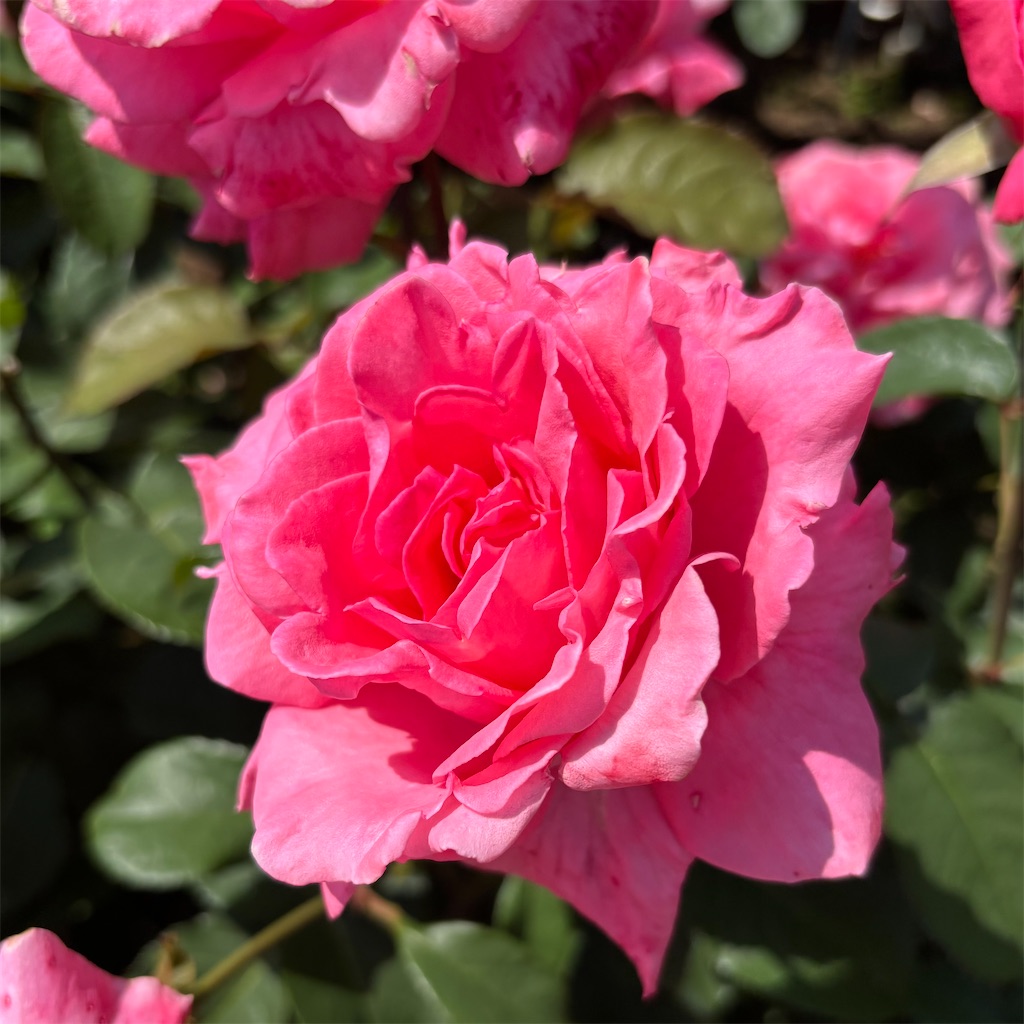 f:id:saito717:20251231180201j:image