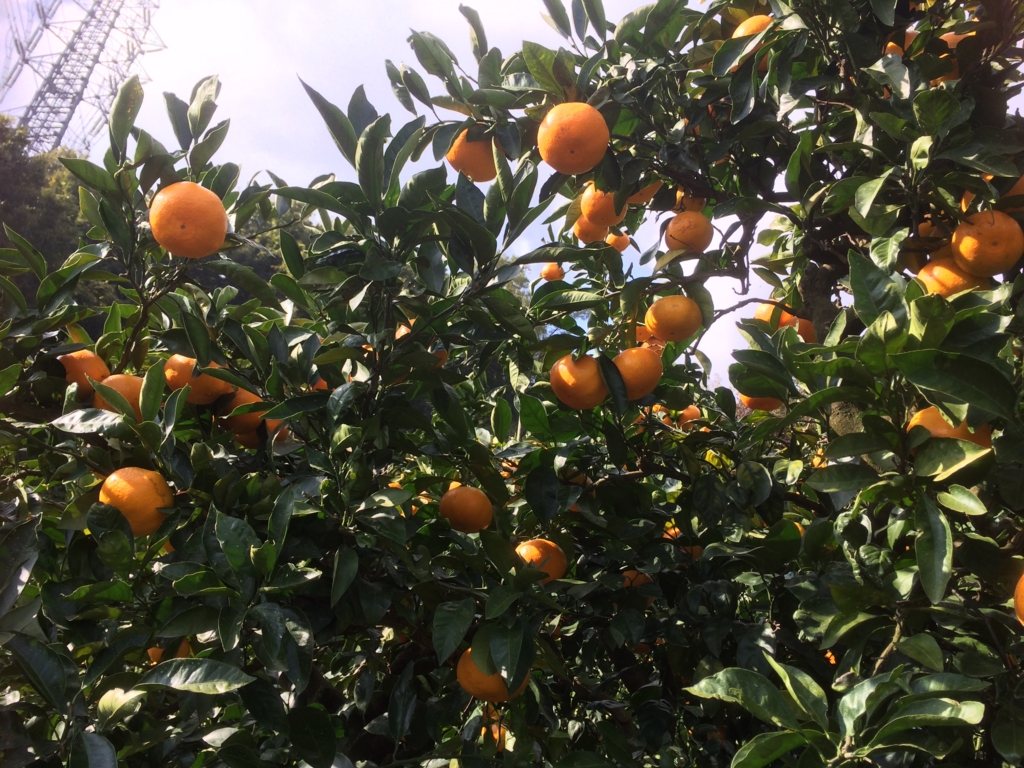 f:id:saitoh_naoki:20161114122739j:plain