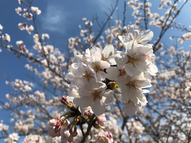 f:id:saitoh_naoki:20180419183624j:plain f:id:saitoh_naoki:20180419183624j:plain