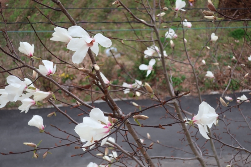 f:id:saitojosanin:20180319214433j:image