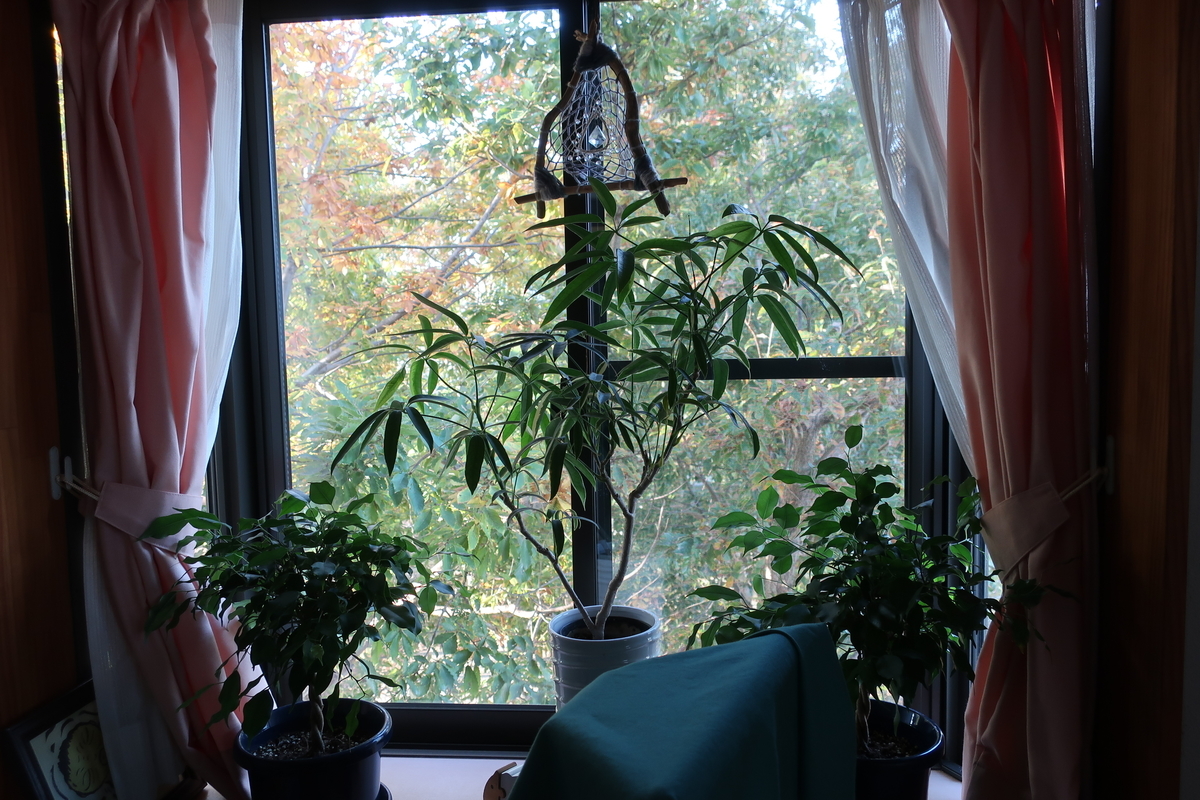 f:id:saitojosanin:20201119015936j:plain