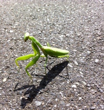 f:id:saitokoichi:20111001174143j:image