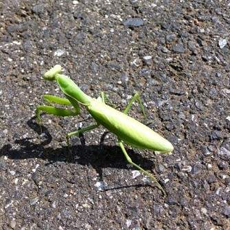 f:id:saitokoichi:20111001174146j:image