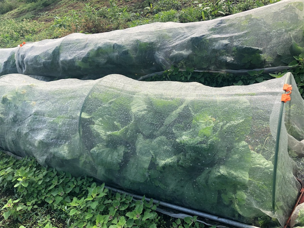 f:id:saitomanten:20190614134131j:image f:id:saitomanten:20190614134131j:image
