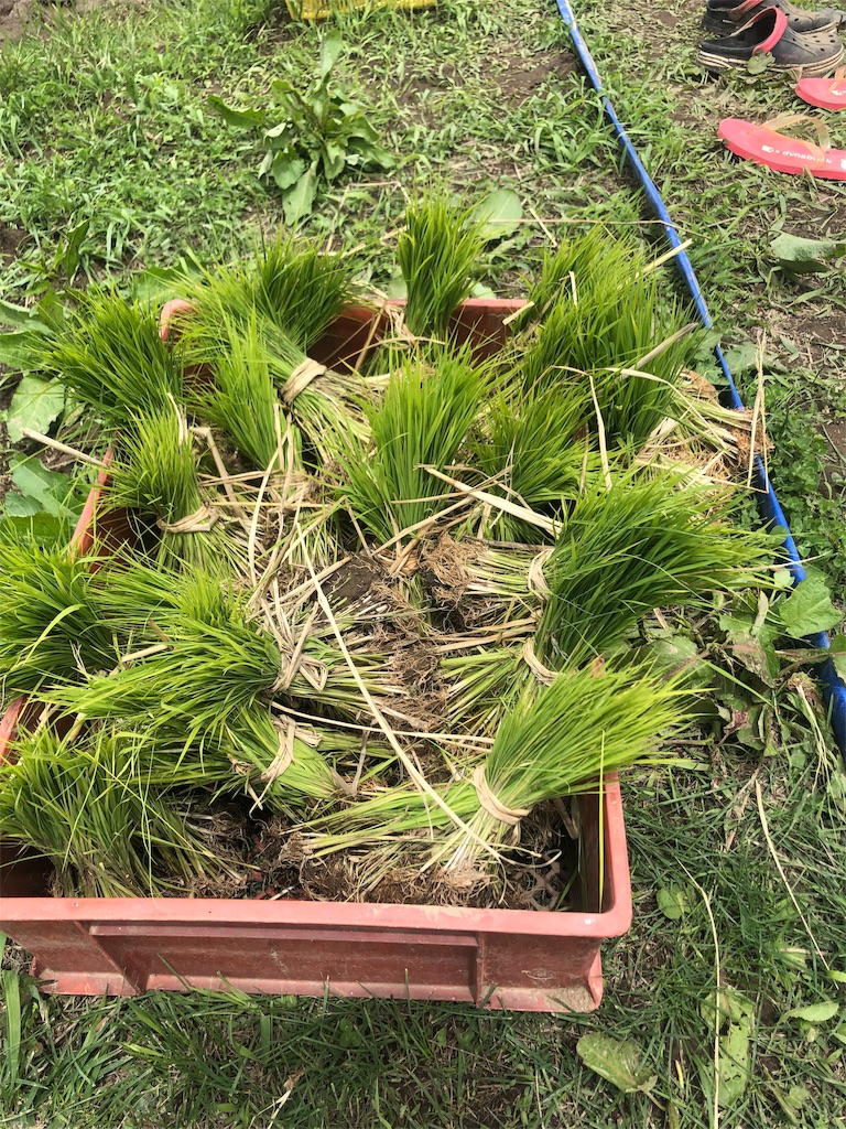 f:id:saitomanten:20190617211604j:image f:id:saitomanten:20190617211604j:image