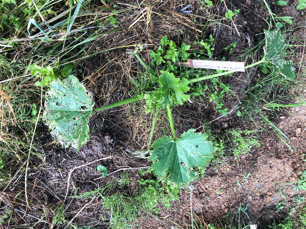 f:id:saitomanten:20190618205404j:image f:id:saitomanten:20190618205404j:image