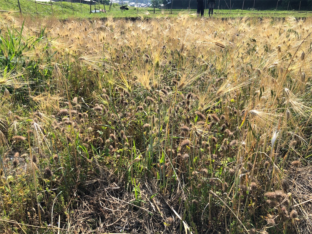 f:id:saitomanten:20190620200121j:image f:id:saitomanten:20190620200121j:image