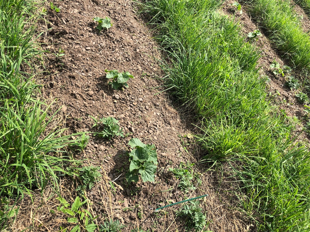 f:id:saitomanten:20190621202046j:image f:id:saitomanten:20190621202046j:image