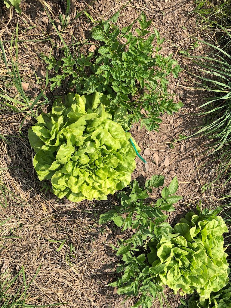 f:id:saitomanten:20190621202053j:image f:id:saitomanten:20190621202053j:image