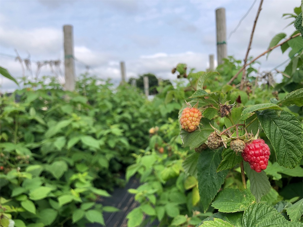 f:id:saitomanten:20190705222316j:image f:id:saitomanten:20190705222316j:image