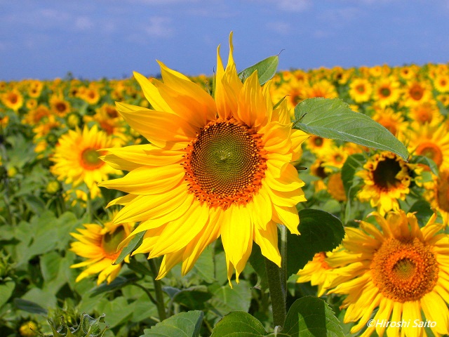 f:id:saitomc:20170828195628j:plain f:id:saitomc:20170828195628j:plain