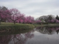 古河総合公園